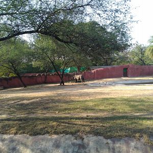 Indian rhinoceros enclosure