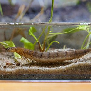 Chinese Diving Beetle (Cybister chinensis)