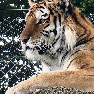 Dragan the Amur Tiger