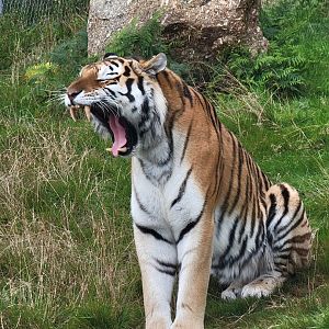 Dragan the Amur Tiger
