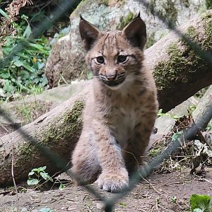 Carpathian Lynx kitten