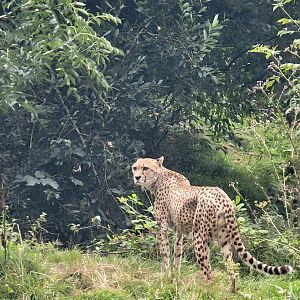 Northeast African Cheetah
