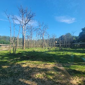 Rhesus Macaque Exhibit