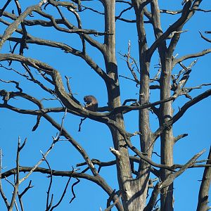 Rhesus Macaque up a tree