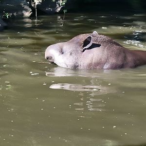 Lowland Tapir swimming