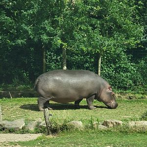 Common Hippo