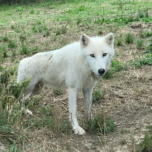 "Arctic" Wolf