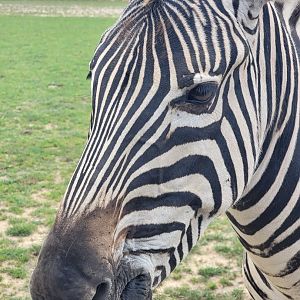 Chapman's Zebra