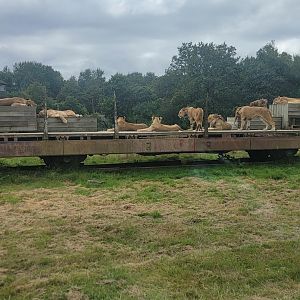 Lions on a train