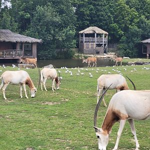 Scimitar-Horned Oryx and Common Eland
