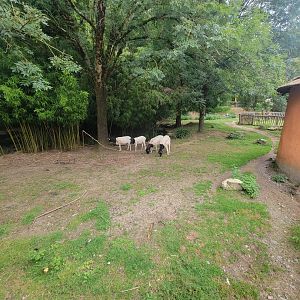 Sheep, Black Stork and White Stork exhibit