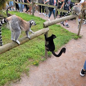 Ring-Tailed and Black Lemurs