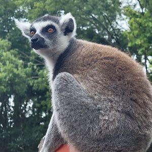 Ring-Tailed Lemur