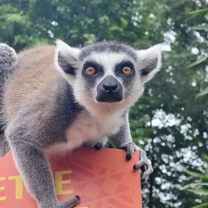 Ring-Tailed Lemur