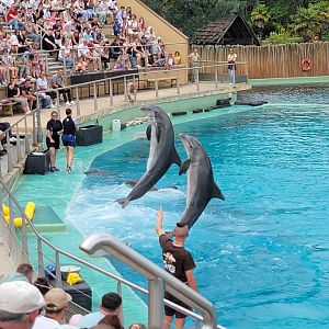 Dolphins during the Dolphin Presentation