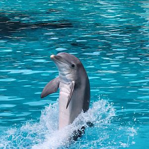 Bottlenose Dolphin