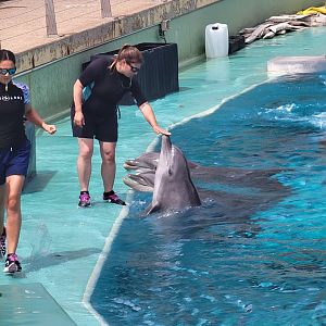 Dolphin and trainer