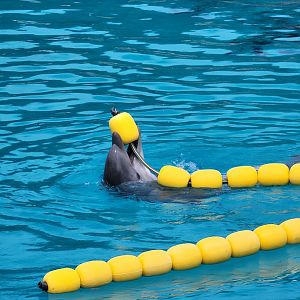 Dolphin with toy
