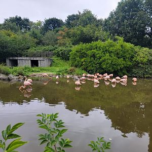 Flamingo exhibit