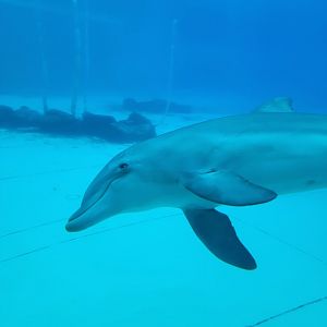 Bottlenose Dolphin