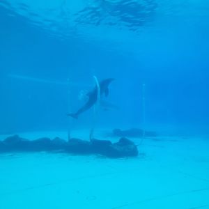 Dolphin and enrichment