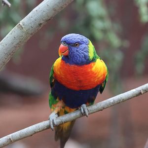 Rainbow Lorikeet - 20 June 2024