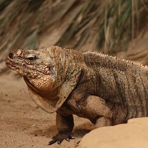 Exuma Island Iguana - 20 June 2024