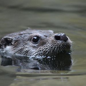 Eurasian Otter - 20 June 2024