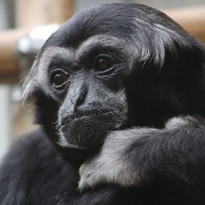 Pileated Gibbon - 20 June 2024