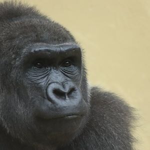 Western Lowland Gorilla - 20 June 2024