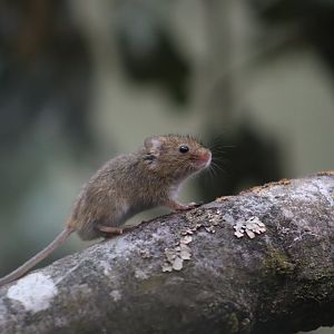 Harvest Mouse - 20 June 2024