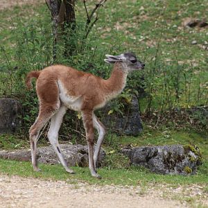 Guanaco - 20 June 2024