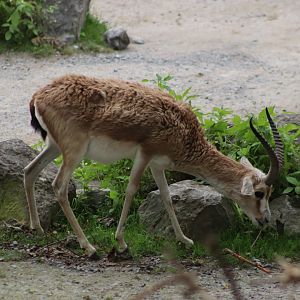 Persian Gazelle - 20 June 2024
