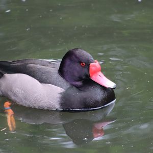 Rosybill - 20 June 2024