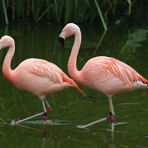 Chilean Flamingo - 20 June 2024