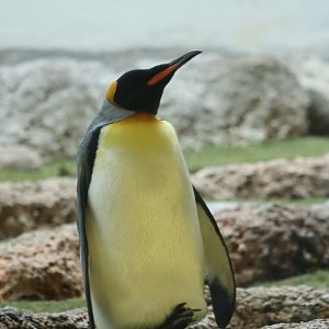 King Penguin - 20 June 2024