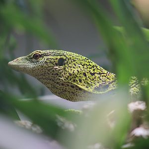 Reisinger's Tree Monitor - 20 June 2024