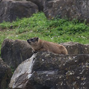 Cape Hyrax - 20 June 2024