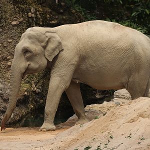 Asian Elephant - 20 June 2024