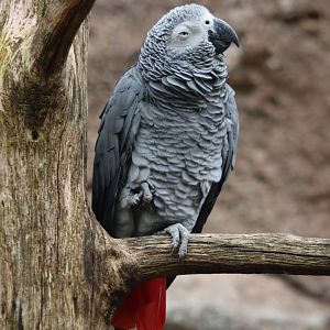 Congo Grey Parrot - 20 June 2024