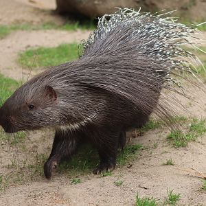 Crested Porcupine - 20 June 2024