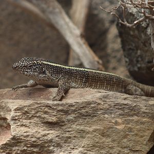 Giant Plated Lizard - 20 June 2024