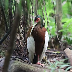 Madagascar Crested Ibis - 20 June 2024