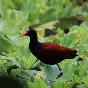 Wattled Jacana - 20 June 2024