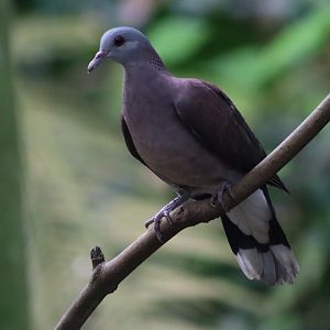 Malagasy Turtle Dove - 20 June 2024