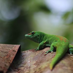 Giant Day Gecko - 20 June 2024