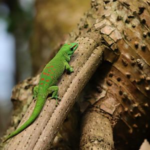 Giant Day Gecko - 20 June 2024