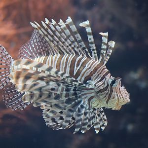 Red Lionfish - 20 June 2024