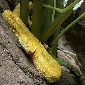 Bothriechis schlegelii