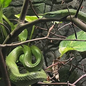 Rhinoceros Ratsnake, (Gonyosoma boulengeri)